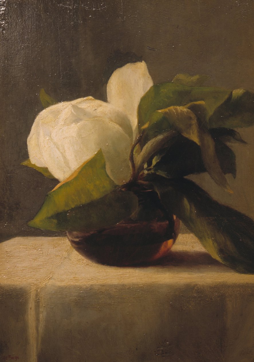 Magnolia de John La Farge or Lafarge