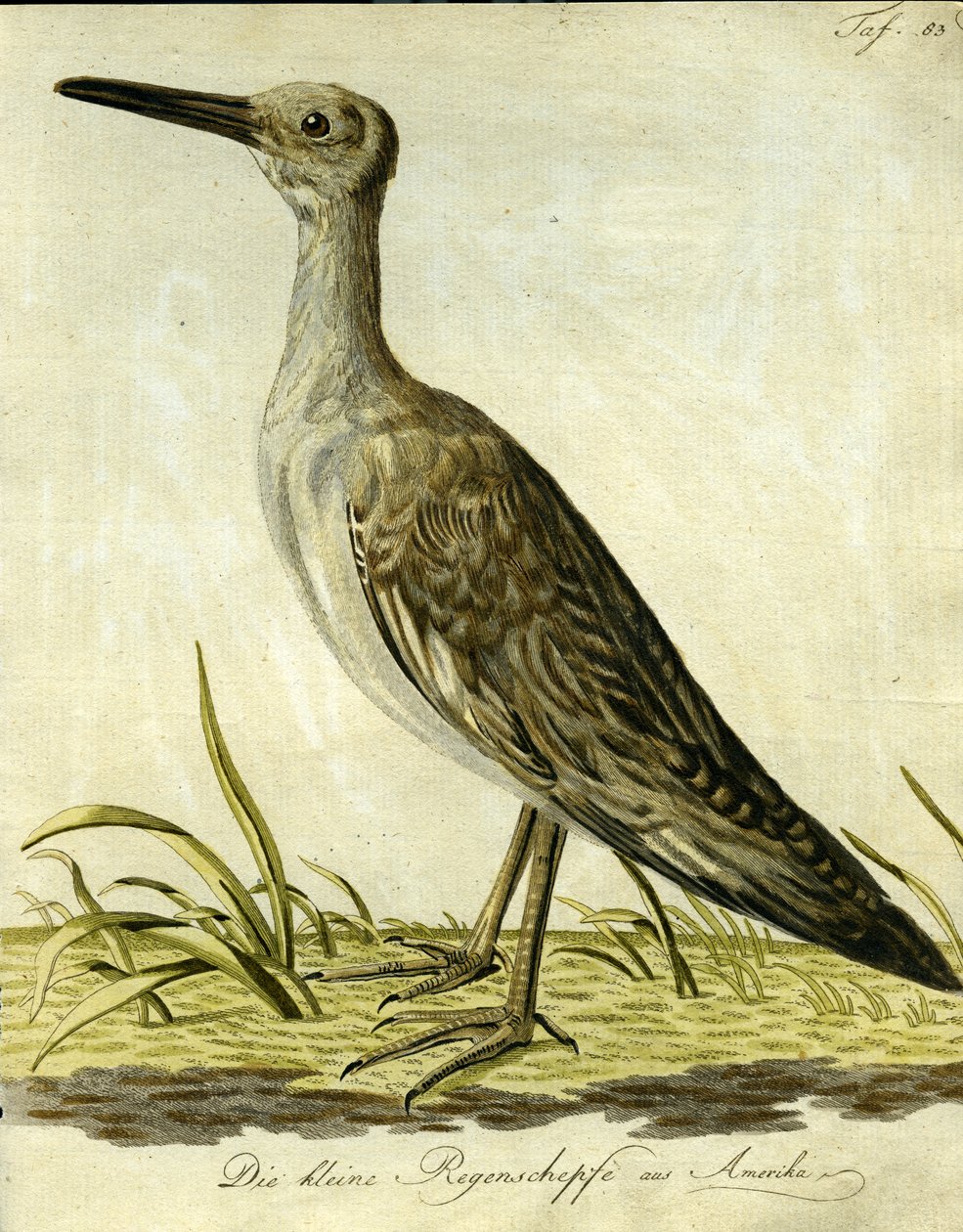 Agachadiza americana pequeña, 1793 de John Latham