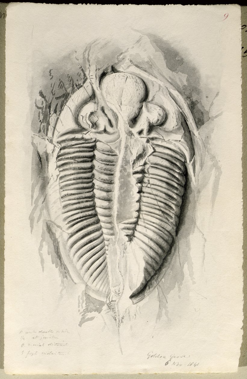 Trilobite de Golden Grove, 6 de noviembre de 1841 de John Phillips