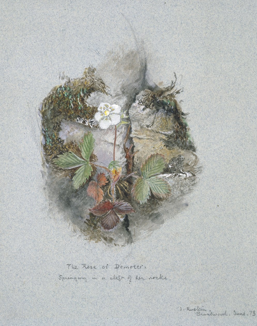Planta de fresa silvestre, 5 - 6 de junio de 1873 de John Ruskin