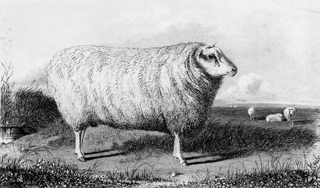 Un carnero de Leicester, grabado por Thomas Landseer de John Sheriff