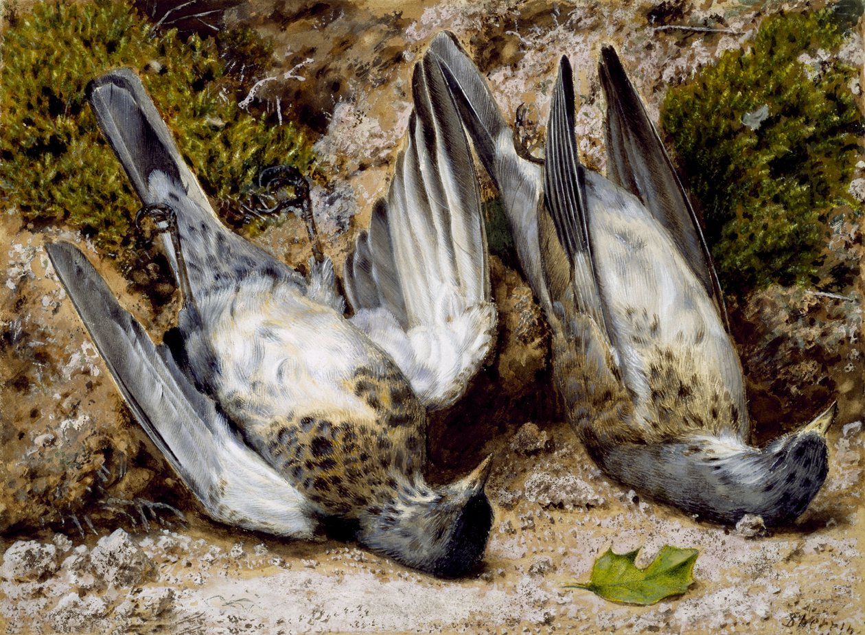 Naturaleza muerta con dos pájaros muertos, sin fecha de John Sherrin