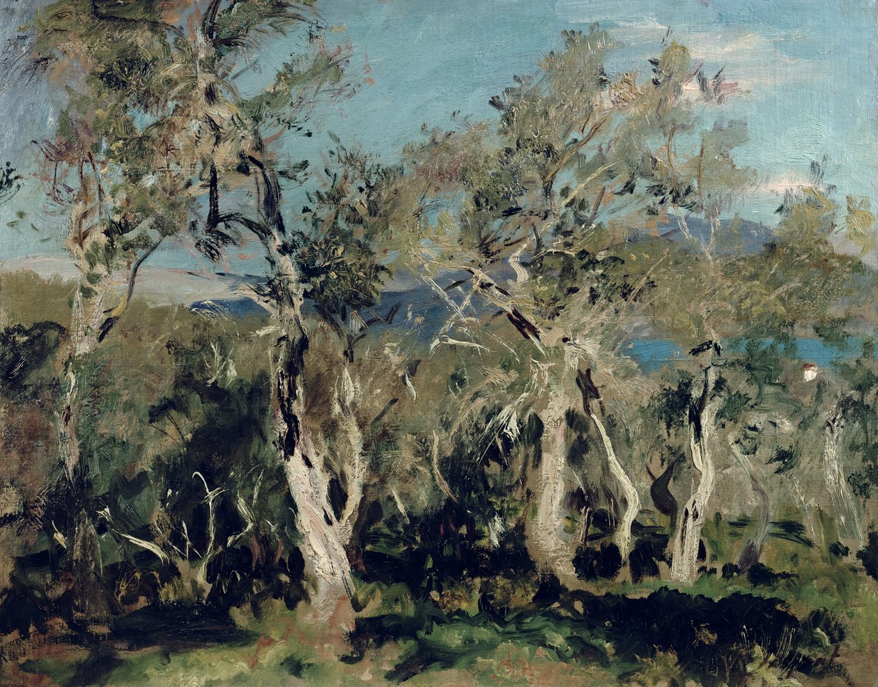 Olivos, Corfú, 1912 de John Singer Sargent