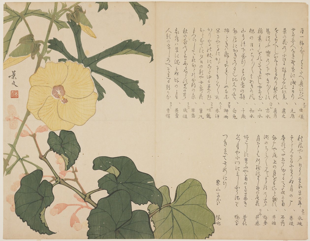 (Arbusto de flores amarillas), c. 1818-1829 de John Thomas Barber Beaumont