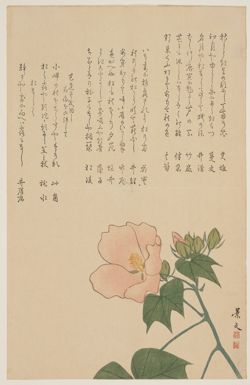 Rosa confederada, c. 1818-1829 de John Thomas Barber Beaumont