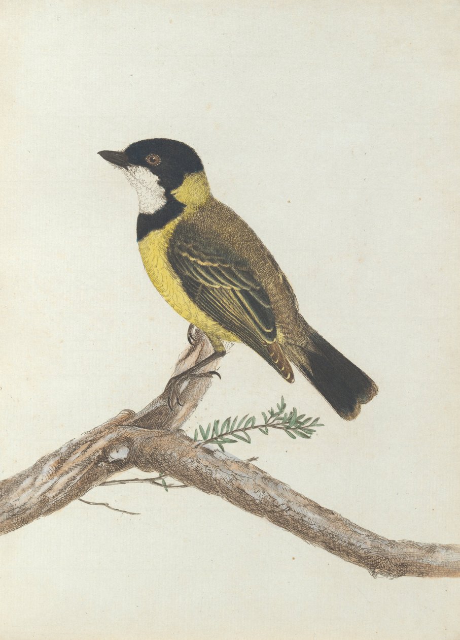 Zorzal de corona negra. Lewin, John. Aves de Nueva Gales del Sur con su historia natural. Sídney- G. Howe... de John William Lewin