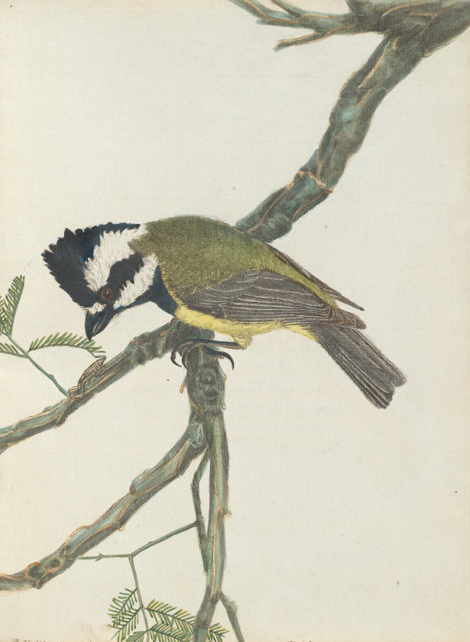 Alcaudón Crestado. Lewin, John. Aves de Nueva Gales del Sur con su historia natural. Sídney: G. Howe, 18 de John William Lewin