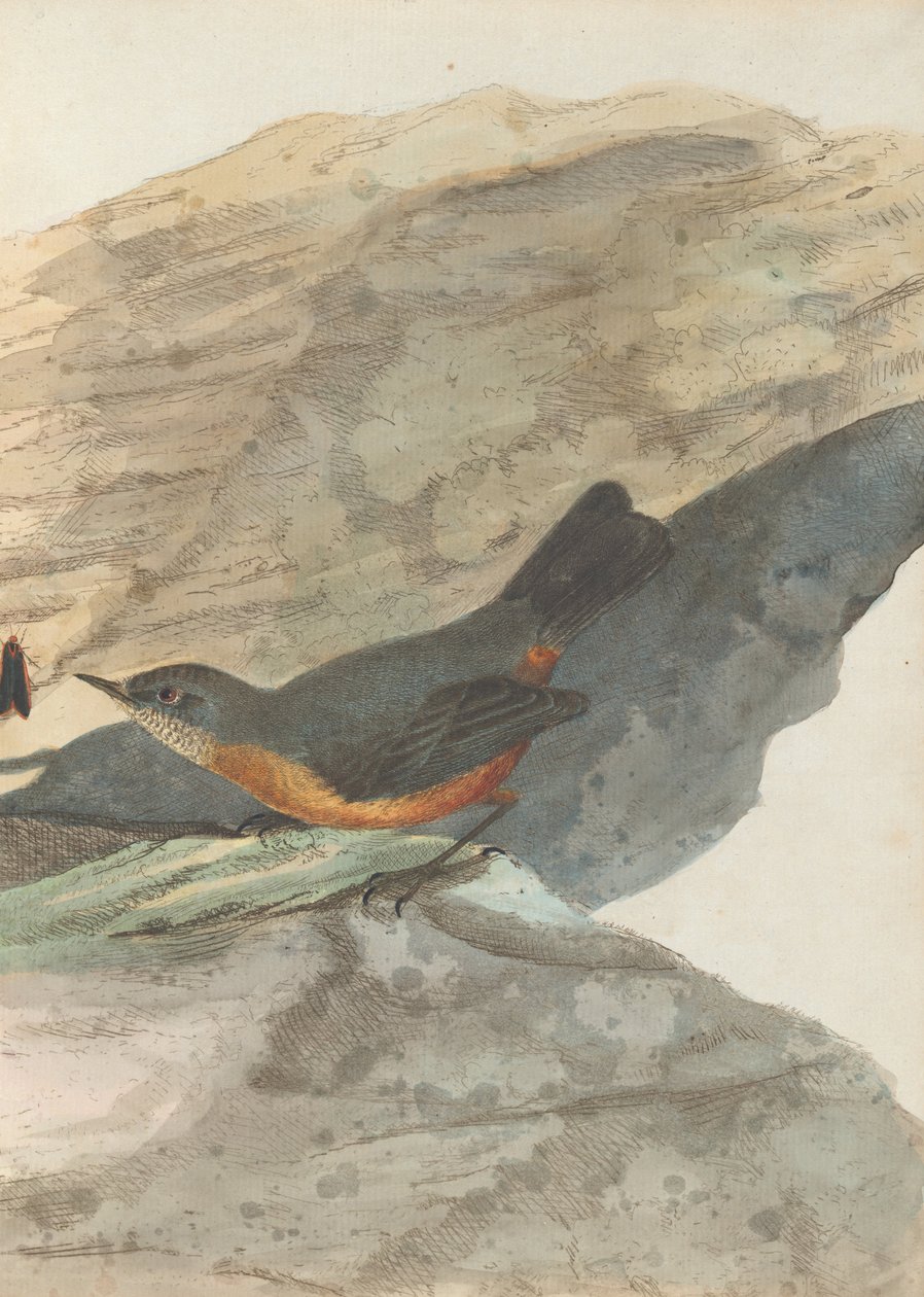 Reinita de roca. Lewin, John. Aves de Nueva Gales del Sur con su historia natural. Sídney: G. Howe, 1813 de John William Lewin