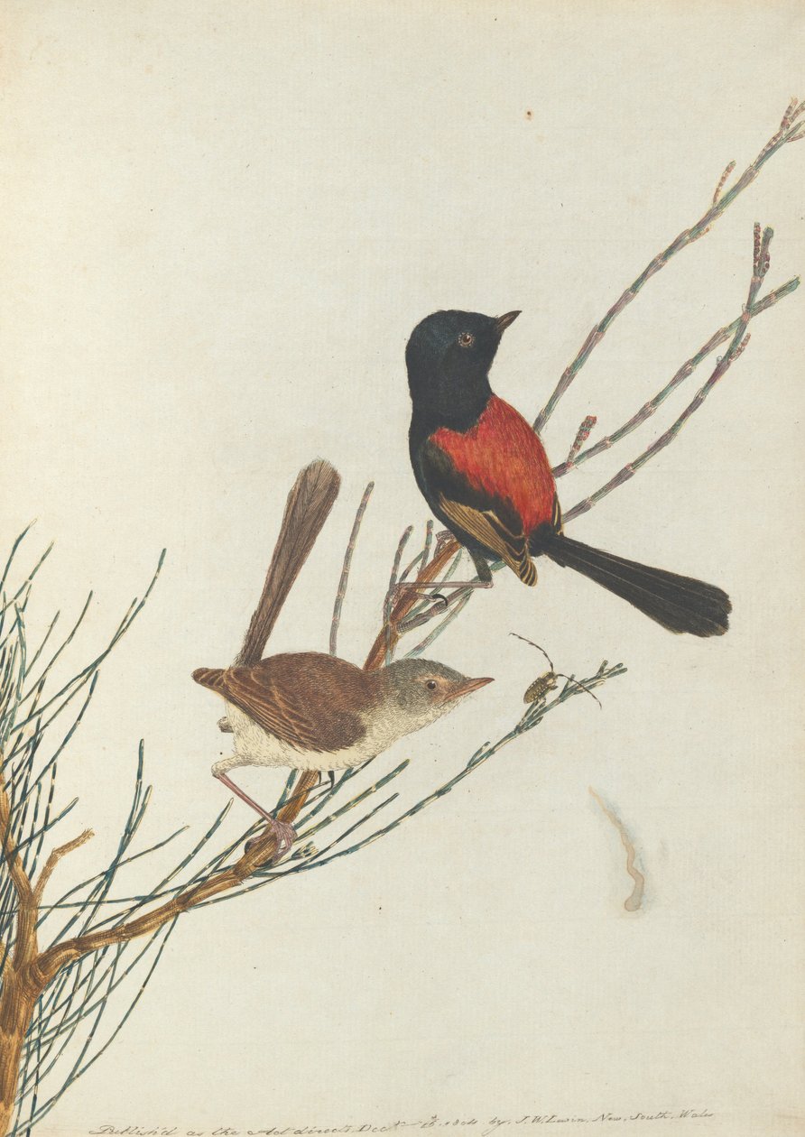 Curruca escarlata y negra. Lewin, John. Aves de Nueva Gales del Sur con su historia natural. Sídney de John William Lewin