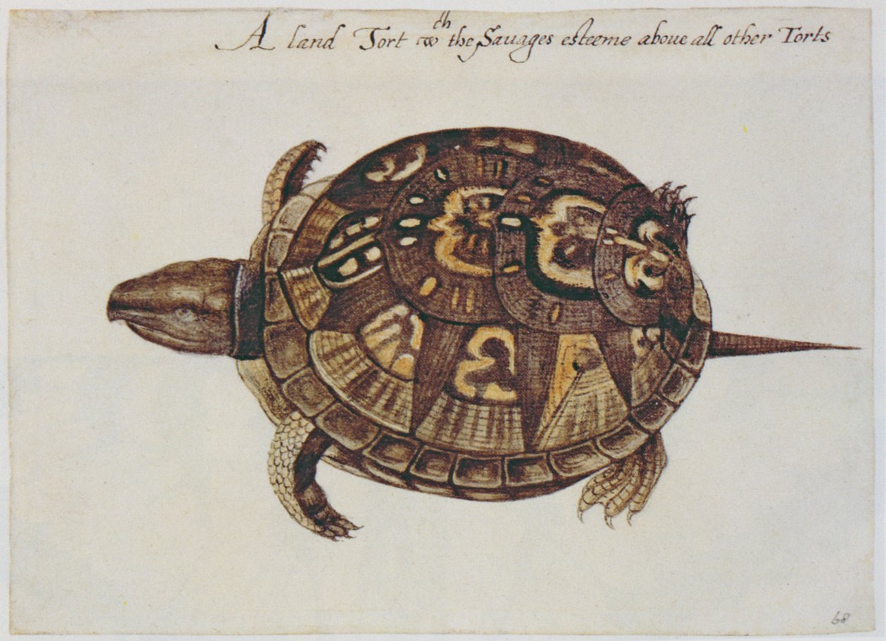 Tortuga de Caja Común (litografía) de John White