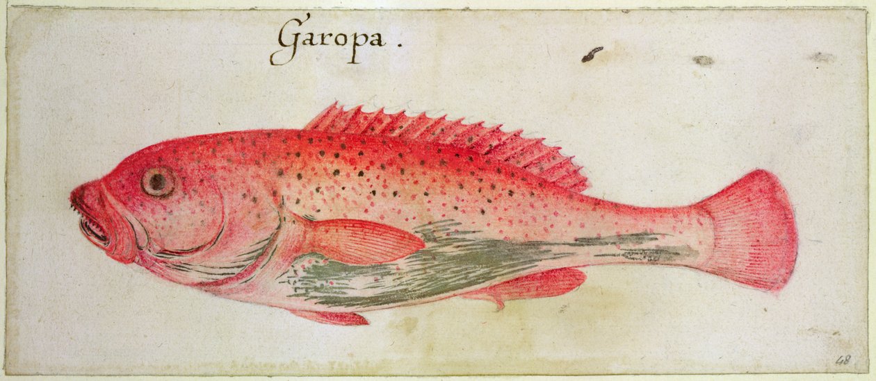 Garopa de John White