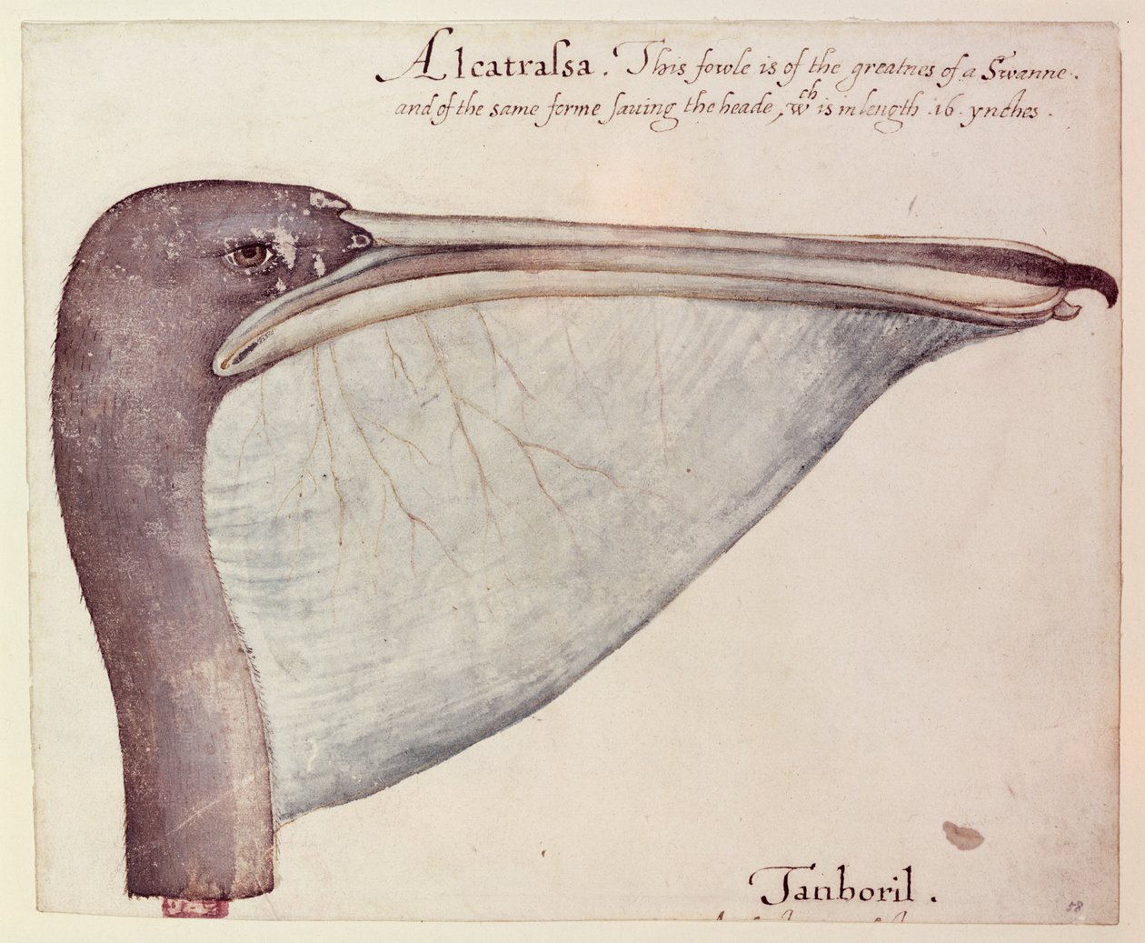 Pelícano, c.1590 de John White