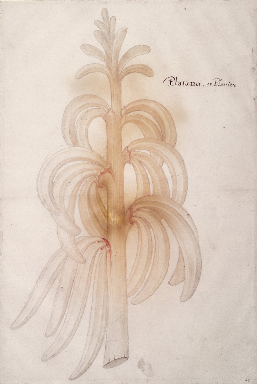 Plátano, c.1590 de John White