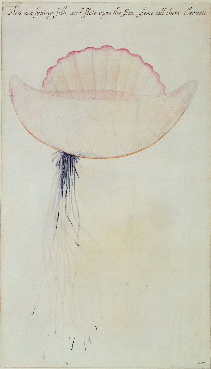 Carabela portuguesa de John White