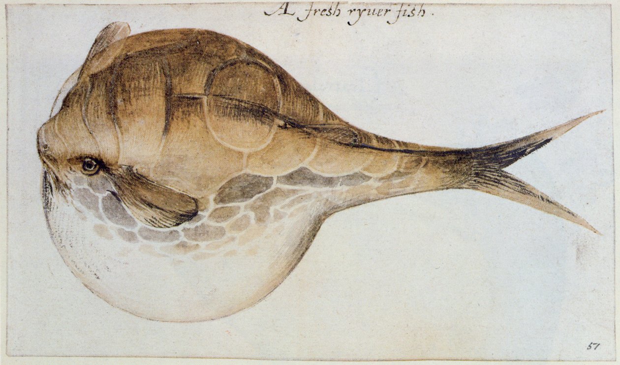 Puffer de John White