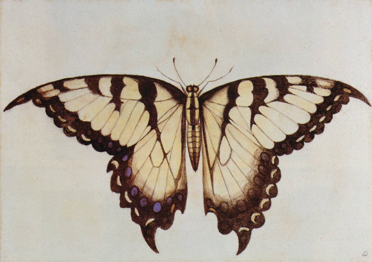 Mariposa Cola de Golondrina de John White