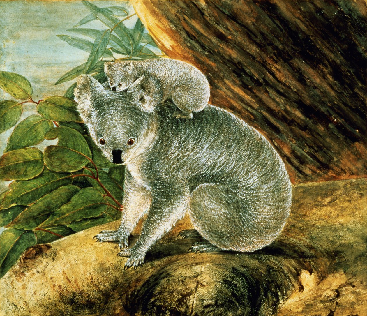 Koala y Cría, 1803 de John William Lewin