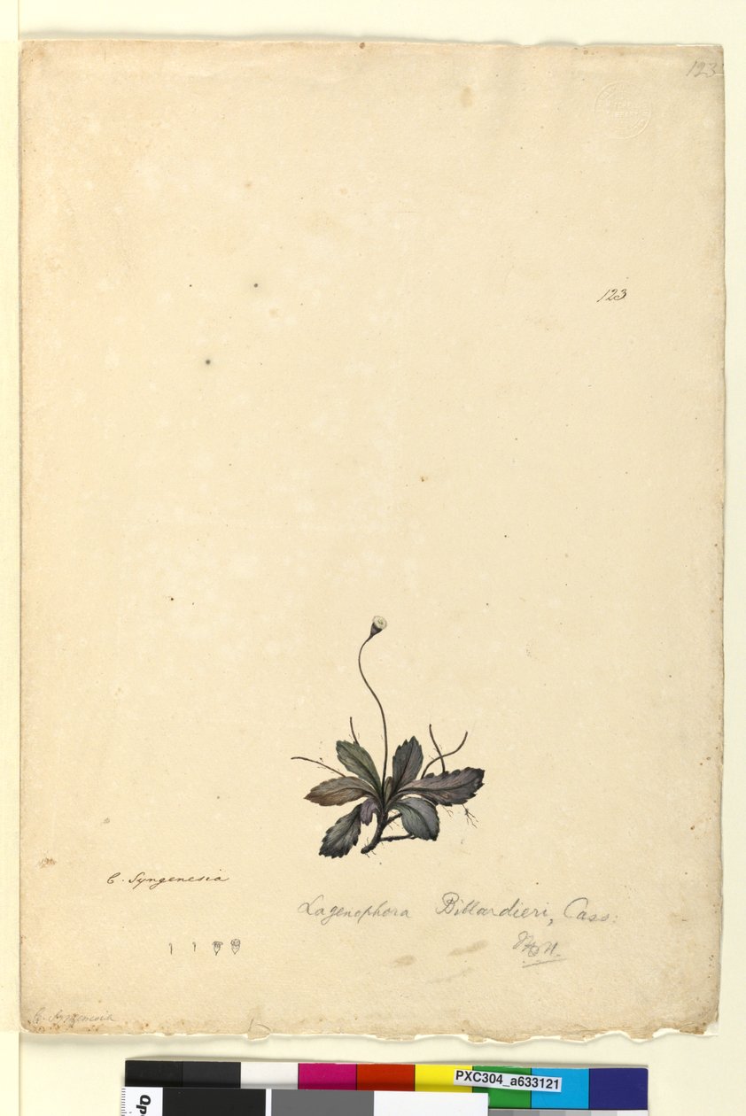 Página 123. Lagenophora billardieriLagenophora gracilis de John William Lewin