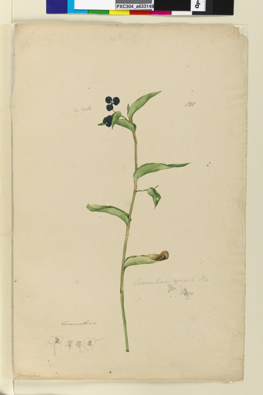 Página 151. Commelina cyanae de John William Lewin