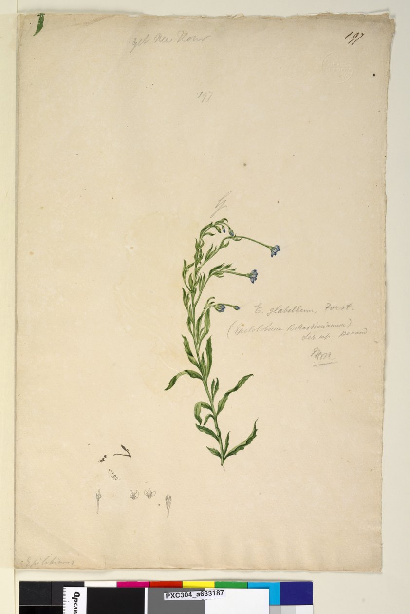 Página 197. Epilobium glabellum de John William Lewin