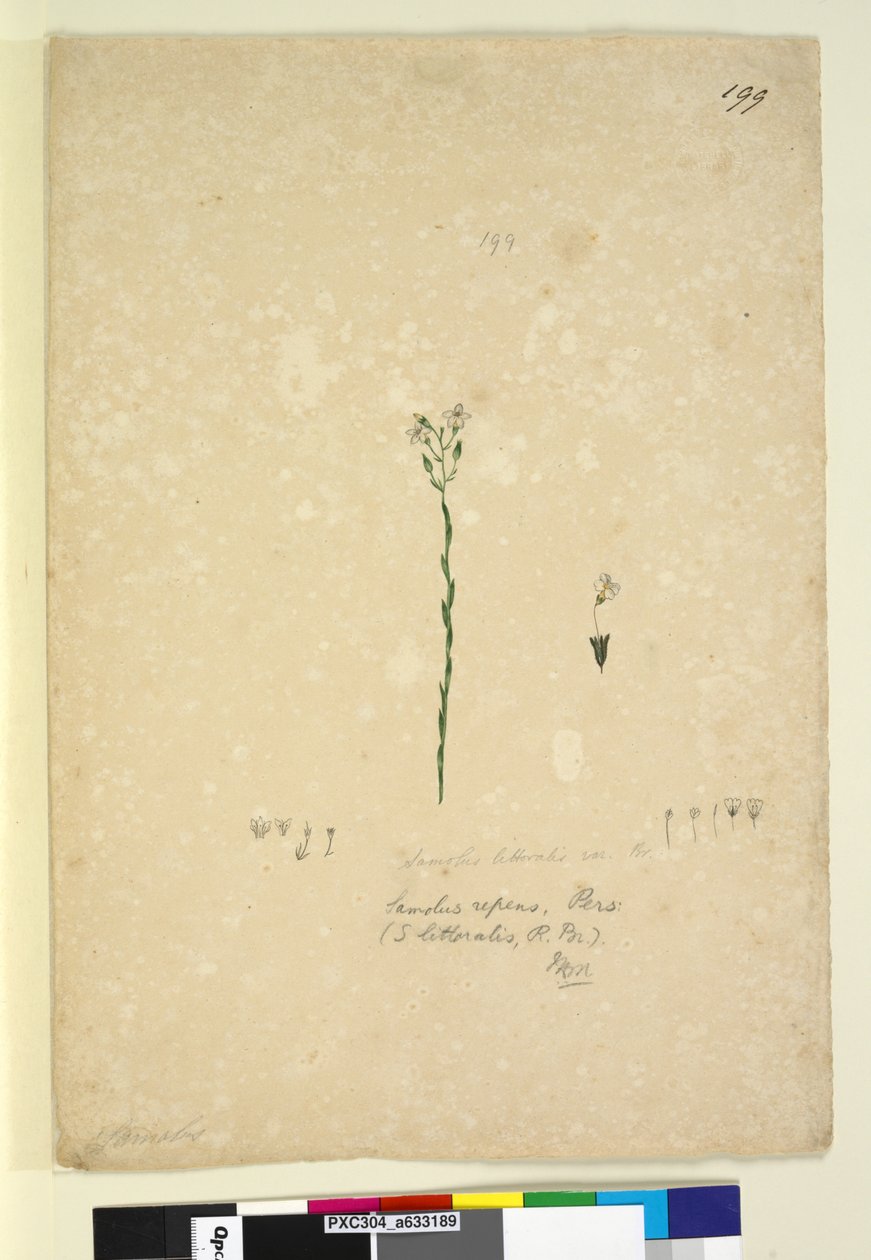 Página 199. Samolus repens de John William Lewin