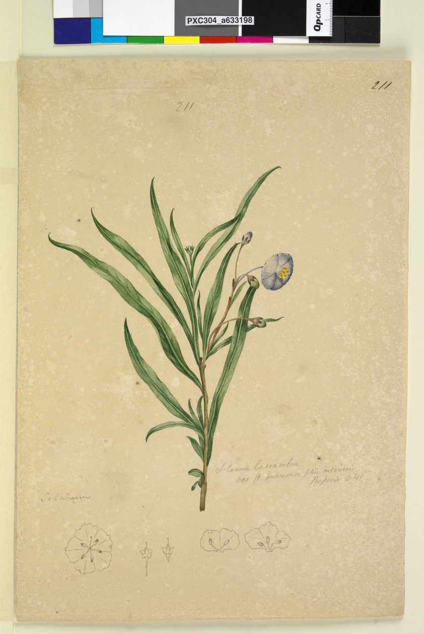 Página 211. Solanum laciniatum de John William Lewin