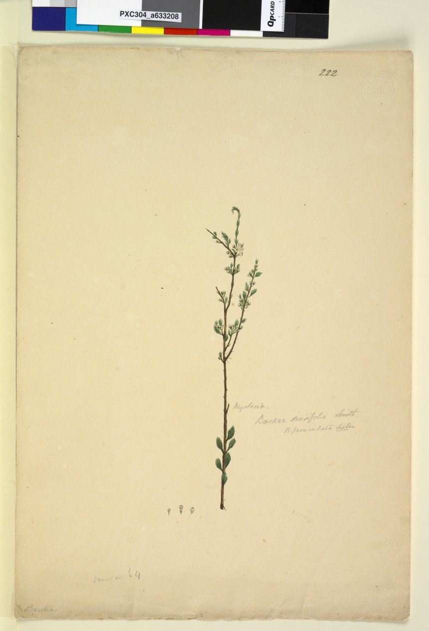 Página 222. Baeckea densifolia de John William Lewin