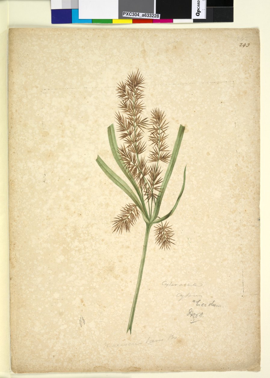 Página 243. Mariscus de John William Lewin