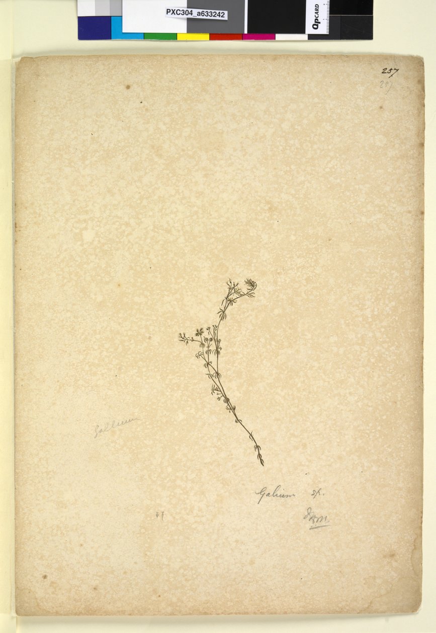 Página 257. Galium sp. de John William Lewin