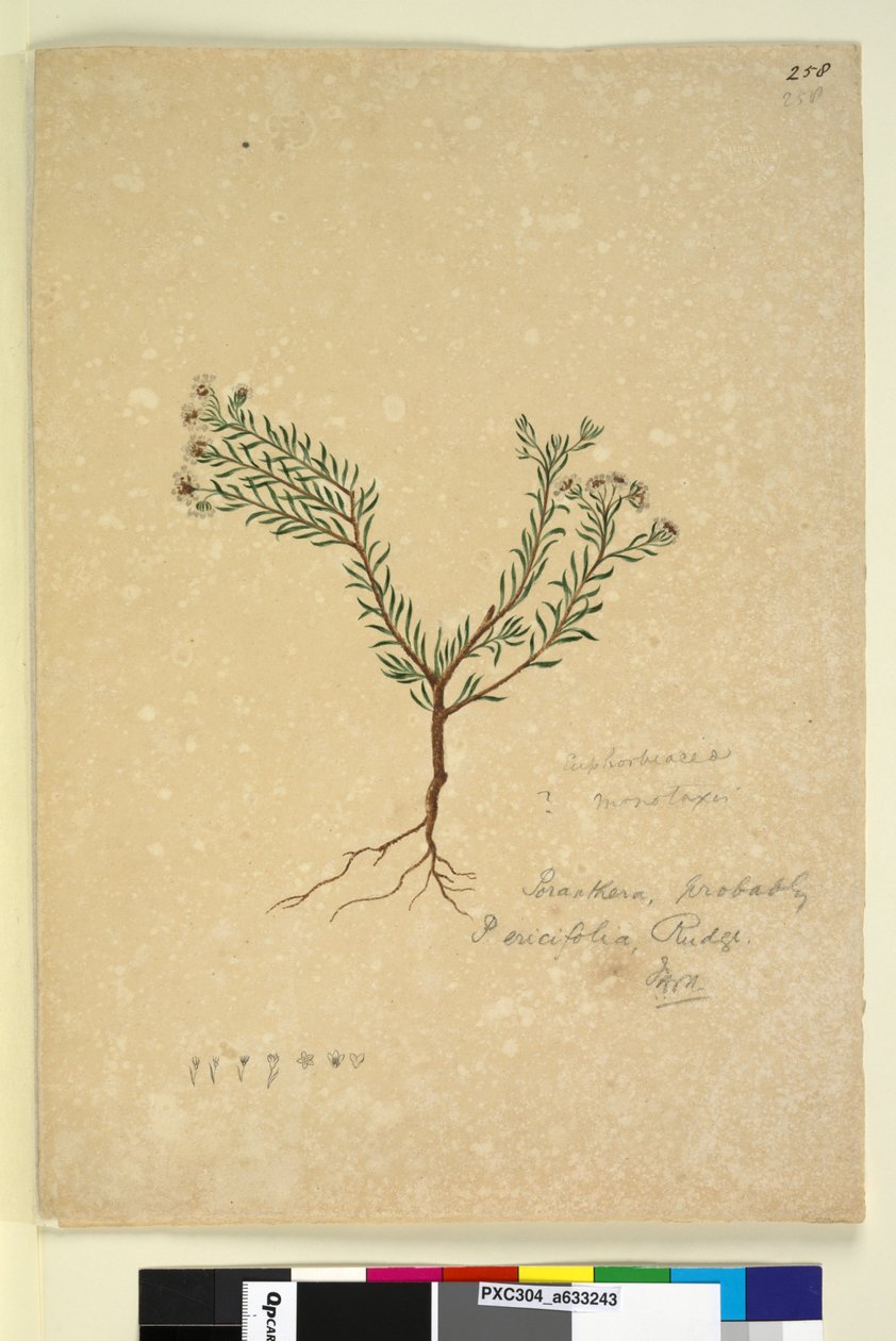 Página 258. Poranthera ericifolia de John William Lewin