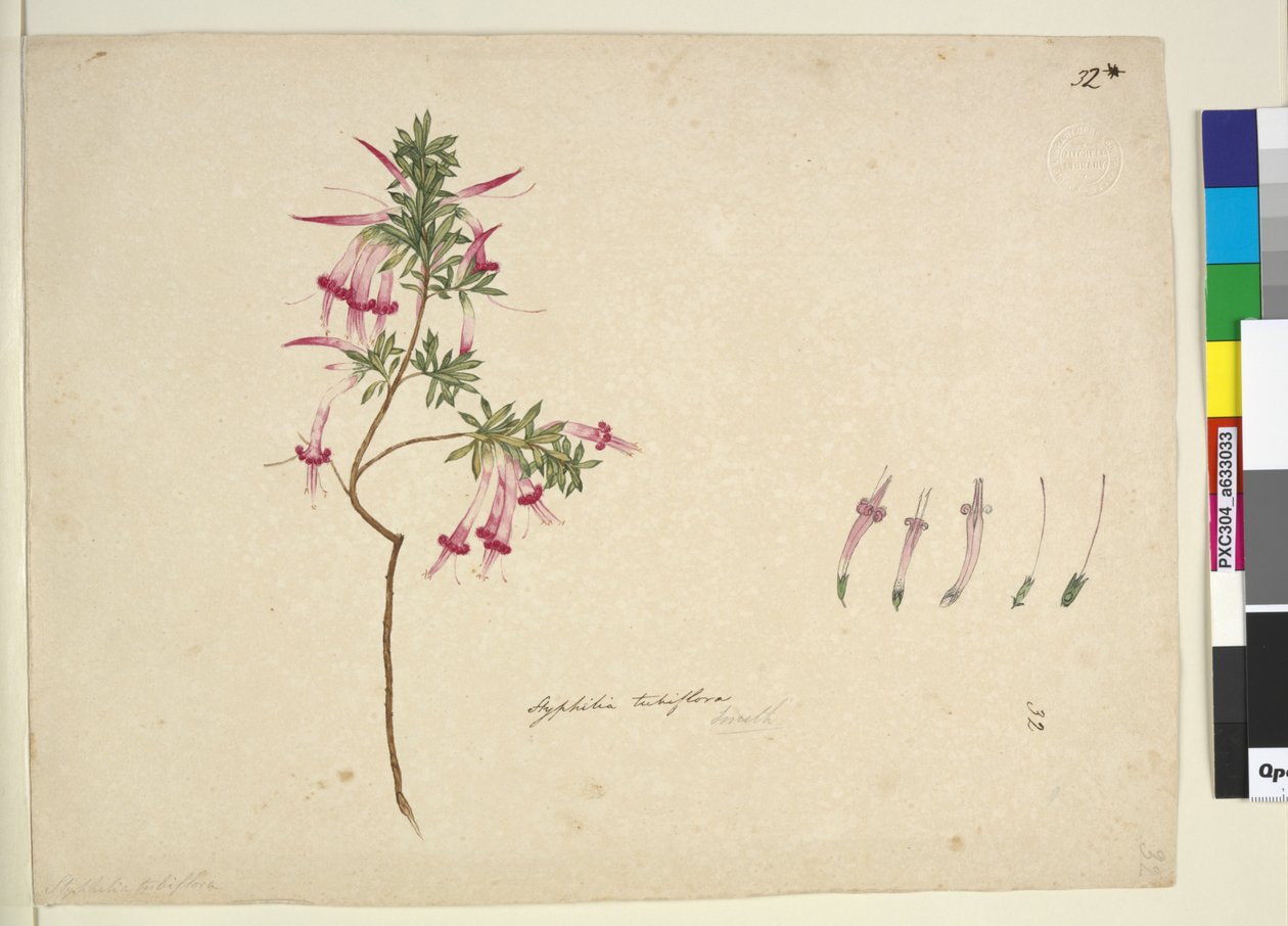 Página 32. Styphelia tubiflora de John William Lewin