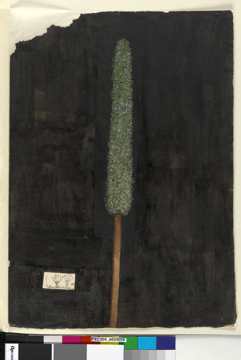 Página 56. Xanthorrhoea de John William Lewin