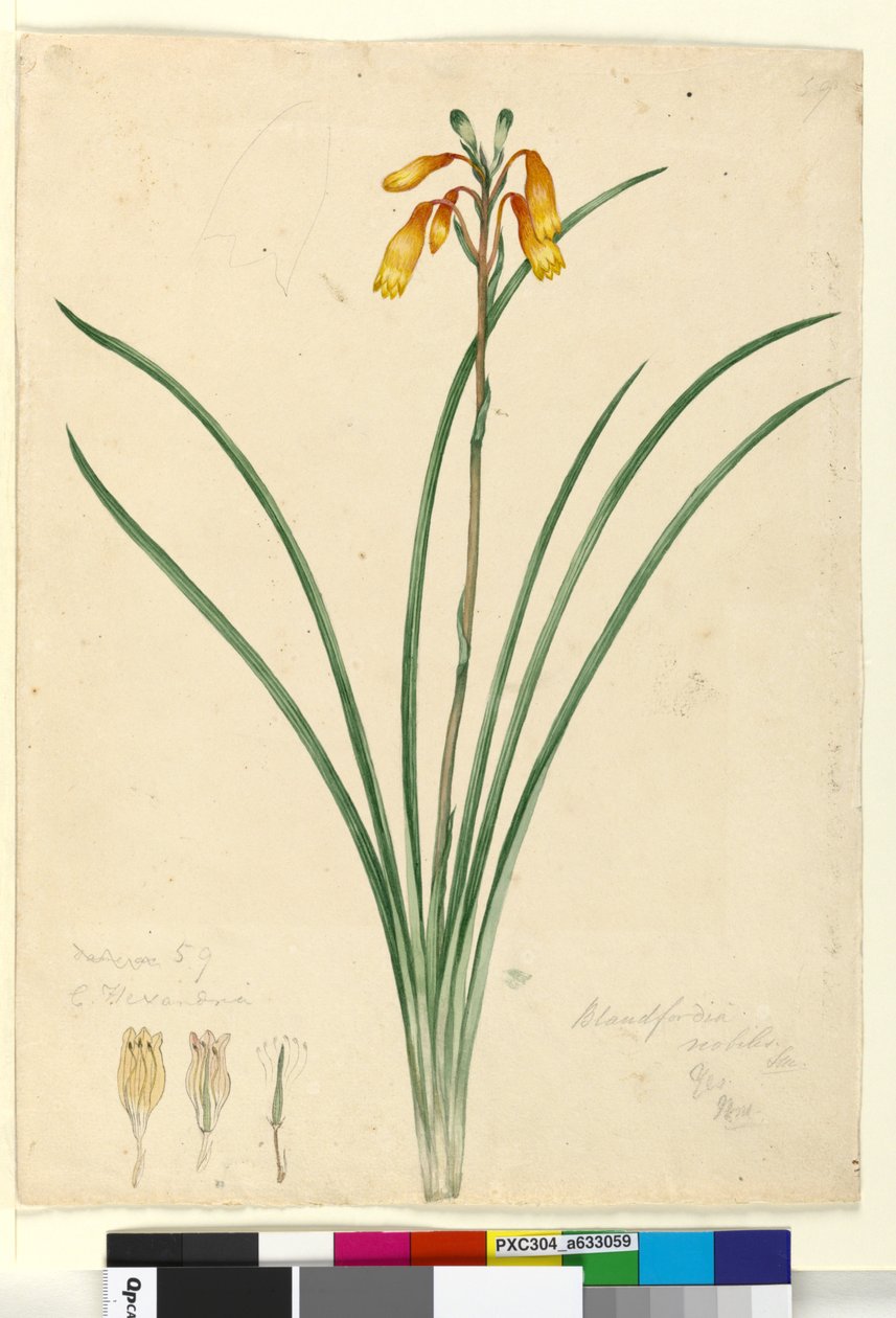 Página 59. Blandfordia nobilis de John William Lewin