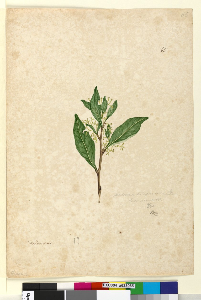 Página 65. Dodonaea triquetra de John William Lewin