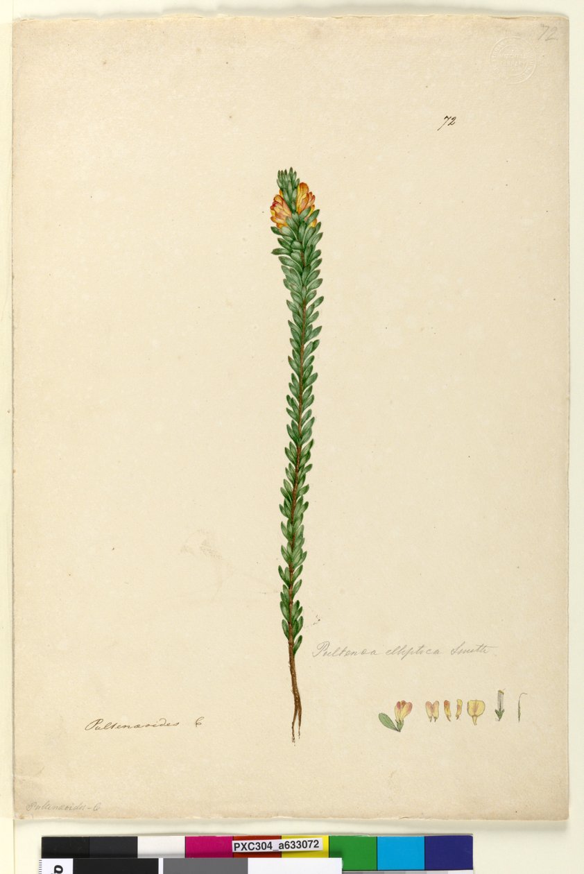 Página 72. Pultenaea elliptica de John William Lewin