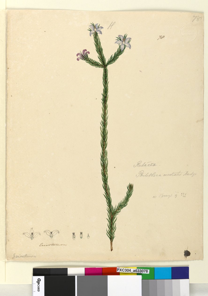 Página 78. Philotheca australis de John William Lewin