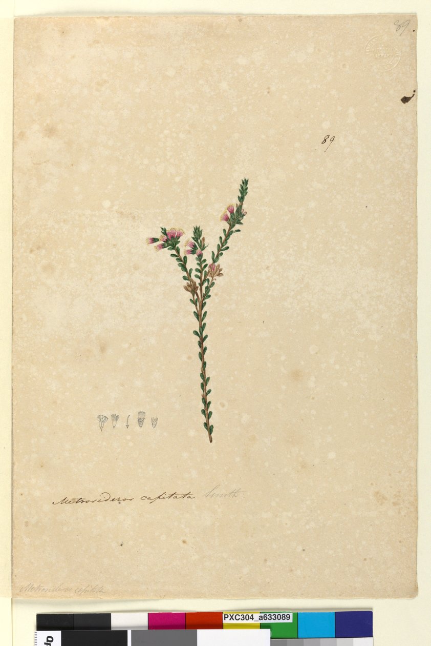 Página 89. Metrosideros capitata de John William Lewin