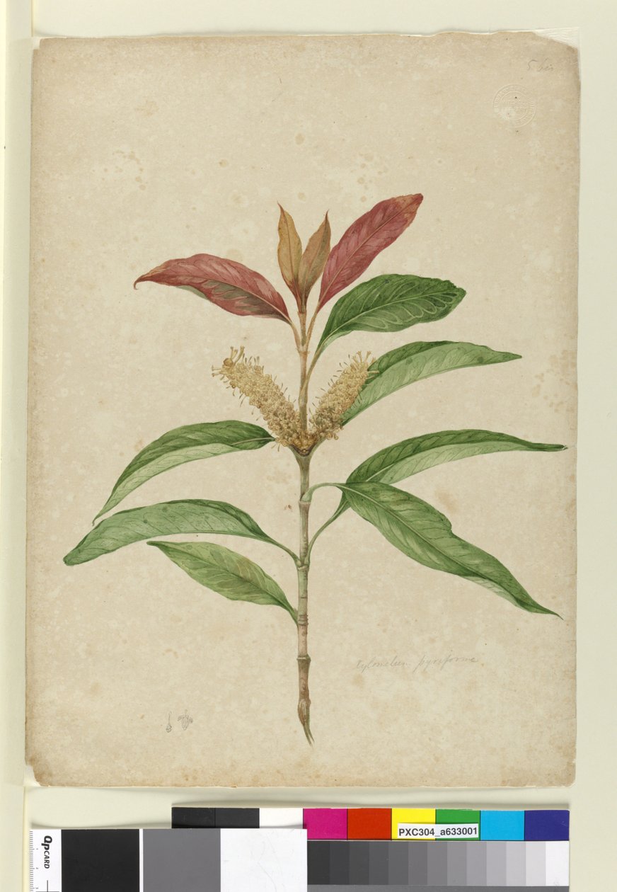 Xylomelum pyriforme, c.1803-06 de John William Lewin