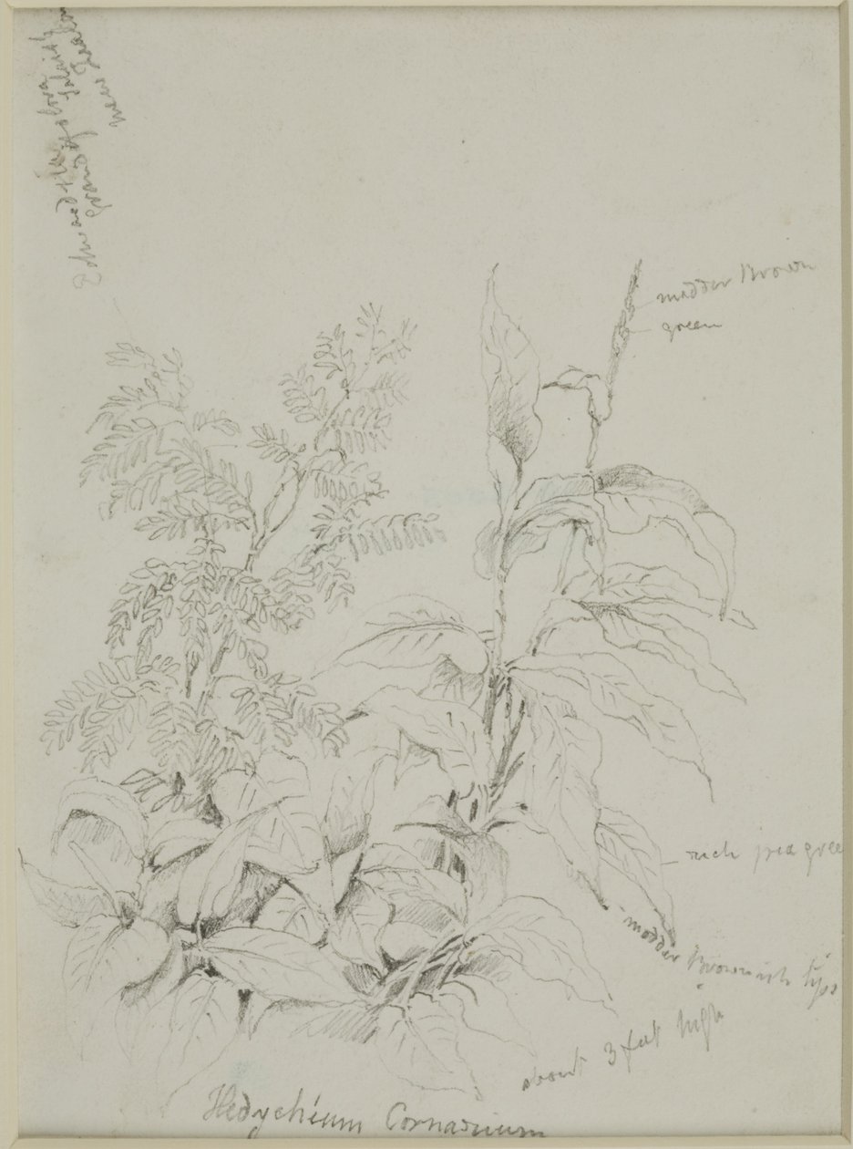 Estudio de la naturaleza de John Wilson Carmichael