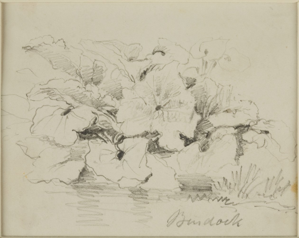Estudio de la naturaleza - Bardana de John Wilson Carmichael