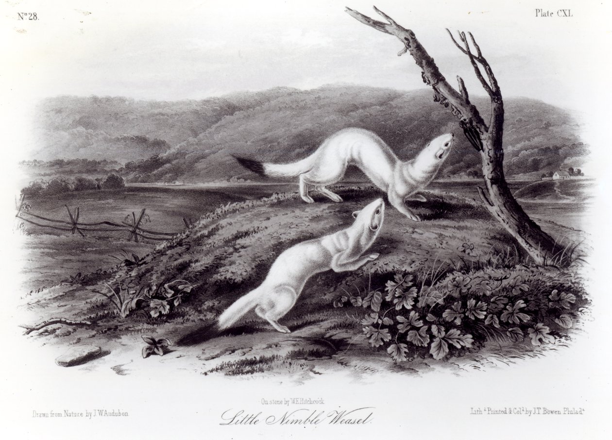 Pequeña comadreja ágil de John Woodhouse Audubon