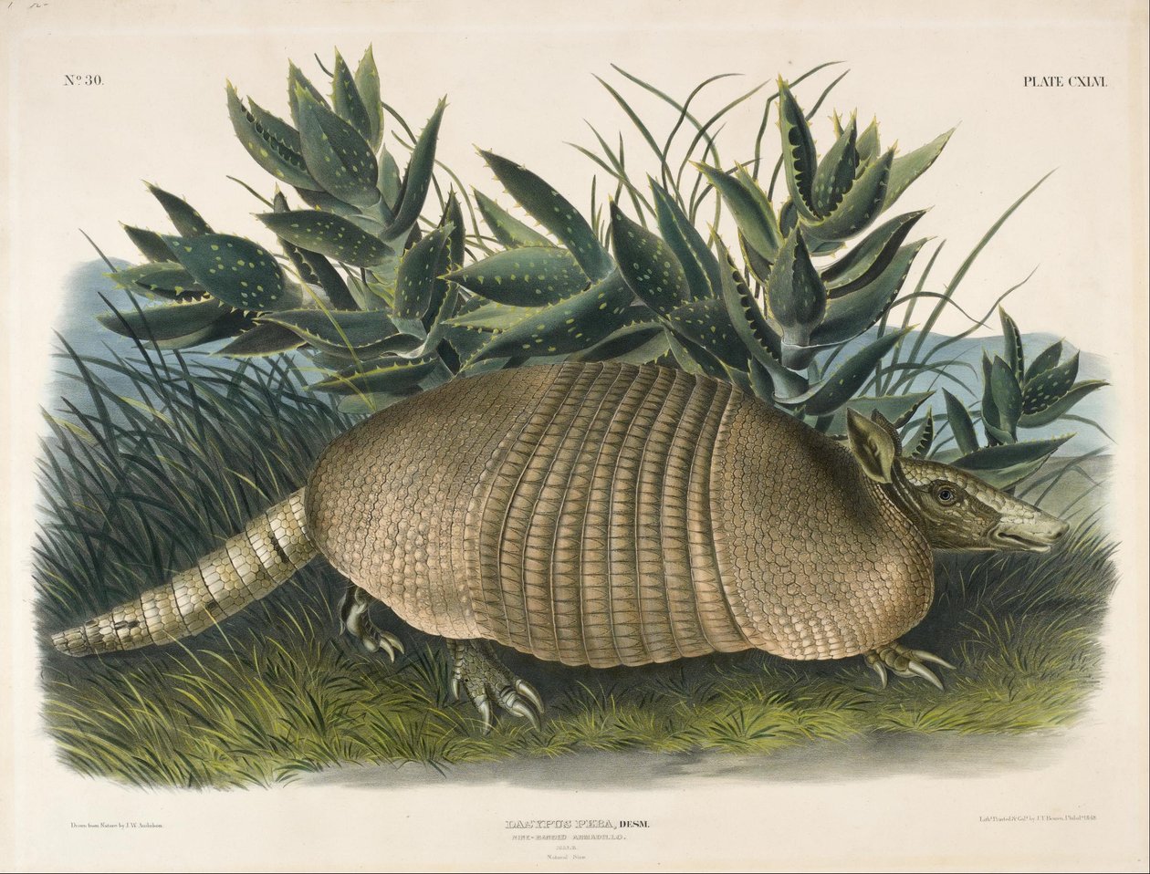 Armadillo de nueve bandas (Dasypus Peba) de John Woodhouse Audubon
