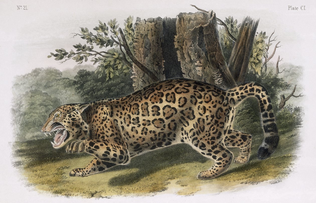 El jaguar, lámina 101 de 