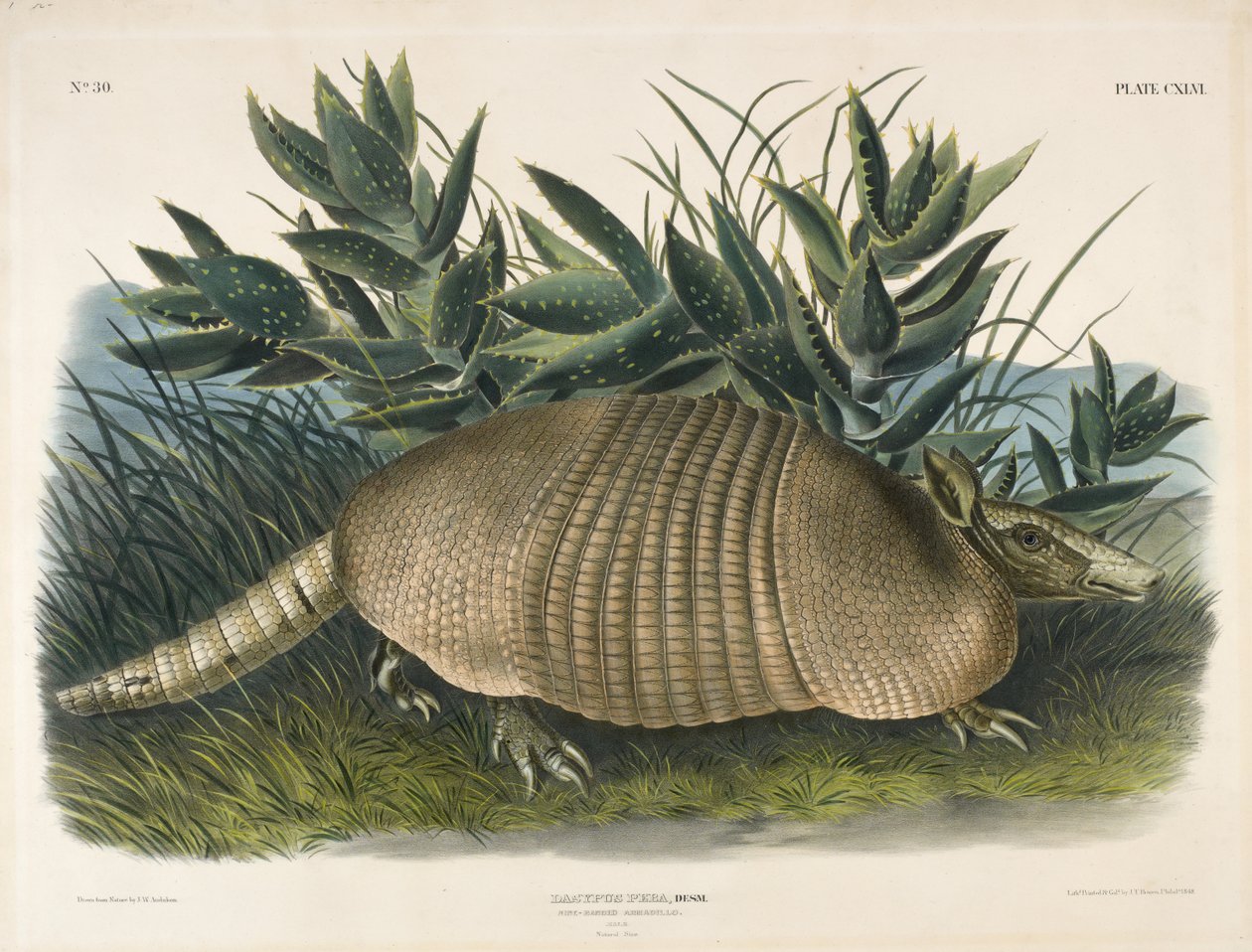 Armadillo de nueve bandas (Dasypus Peba), 1848 de John Woodhouse after Audubon