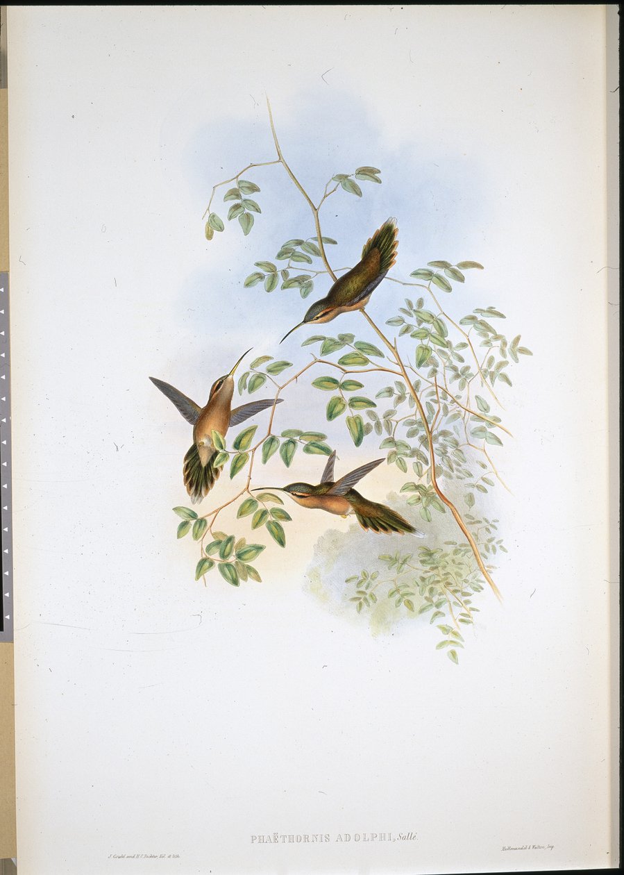 Ermitaño de Adolph (Phaethornis Adolphi) de John (after) Gould
