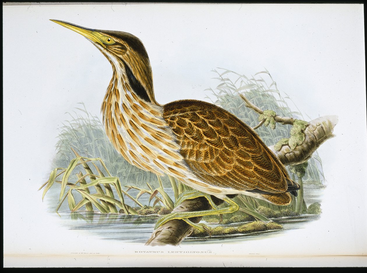 Avetoro americano (Botaurus Lentiginosus) de John (after) Gould