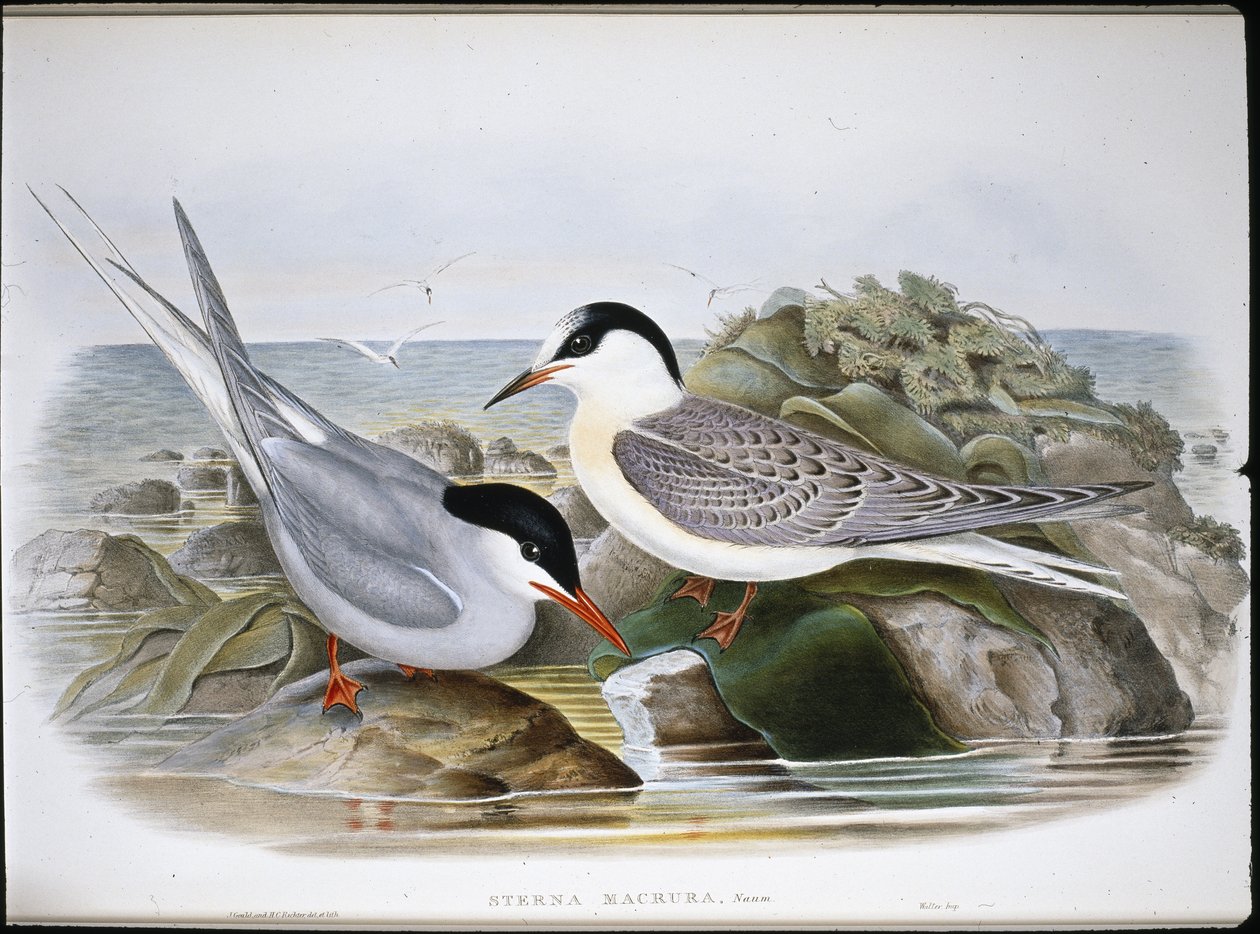 Charrán ártico (Sterna Macrura) de John (after) Gould