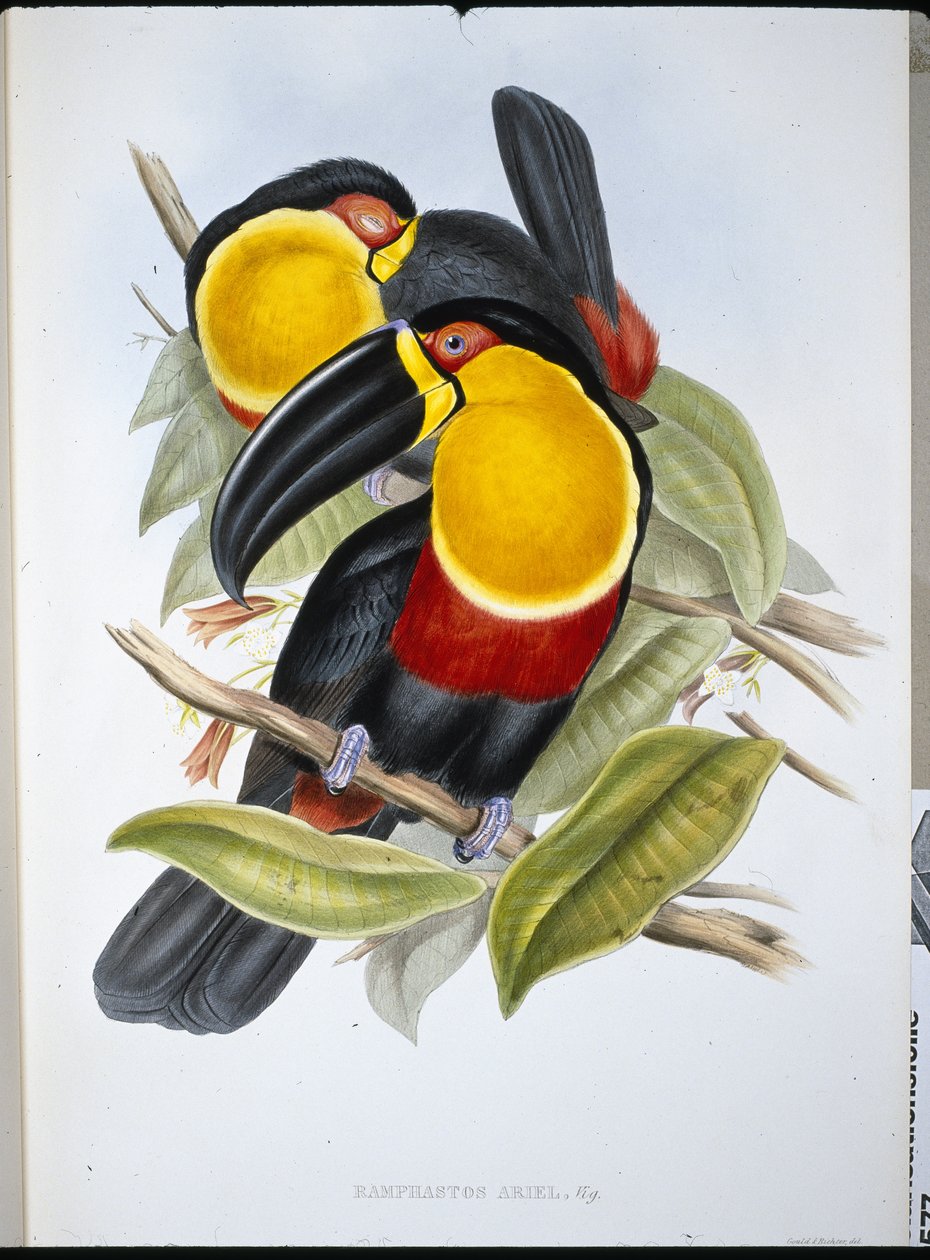 Tucán Ariel de John (after) Gould