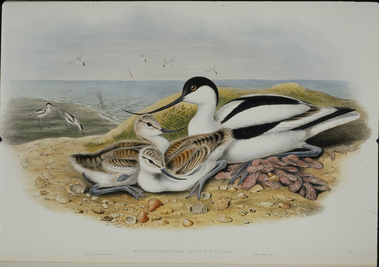 Avoceta (Recurvirostra Avocetta) de John (after) Gould