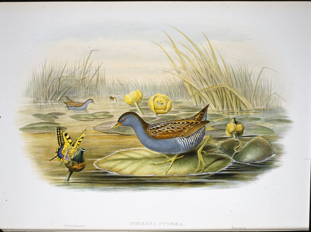 Polluela de Baillon (Porzana Pygmaea) de John (after) Gould